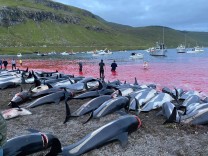 Tierschutz: Delfine-Massaker auf den Färöer-Inseln