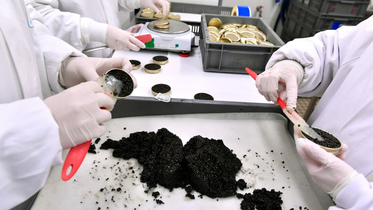 Kaviar, frisch aus dem Labor