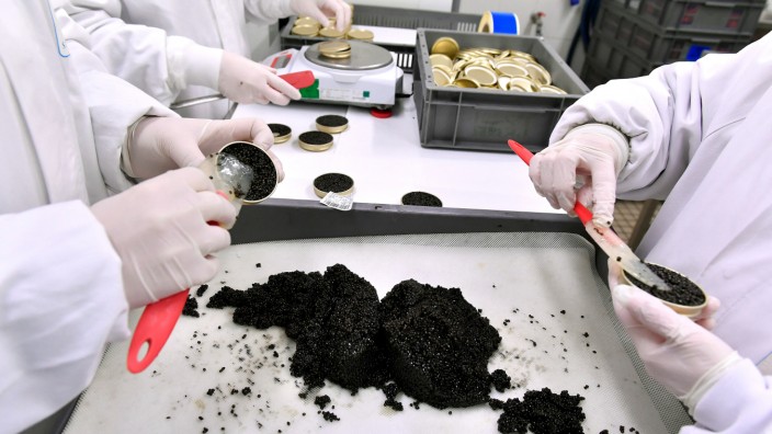 Lebensmittel: Schwarzes Gold? Die Produktion von Kaviar ist sehr zeitaufwendig.