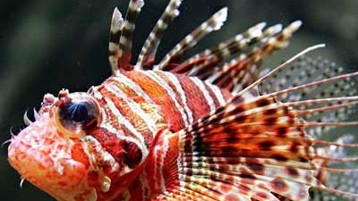 Evolution: Giftstacheln etwa sind in der Evolution mindestens zehnmal bei verschiedenen Arten, unabhängig voneinander, entstanden - so auch beim Rotfeuerfisch.