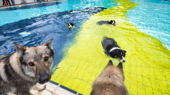 Nepomuk: Wie schon 2021 (im Bild) dürfen auch heuer wieder an einem Tag Hunde im Gautinger Freibad schwimmen.