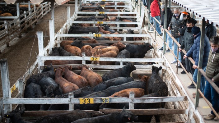 December 31, 2021, Ciudad de Buenos Aires, Buenos Aires, Argentina: Cows in their pen waiting to be sold, livestock and