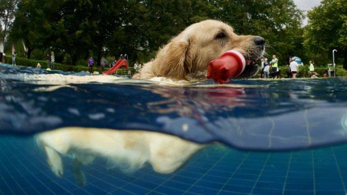 Hundeschwimmen: Hunde apportieren Wasserspielzeug im Sommerbad in Gauting.