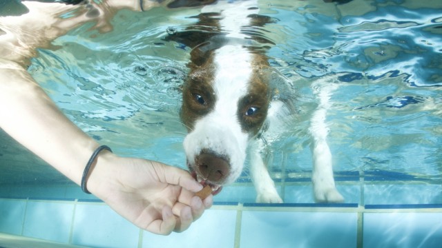 Hundeschwimmen: Unter anderem tauchen Hunde nach Leckerlis.
