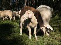 SZ-Kolumne: Theorie und Praxis: Können Schafe Waldbrände verhindern?