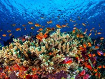 Klimawandel: Was wird aus den Riffen?