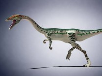 Paläontologie: Wenn der Schwanz mit dem Dino wedelt