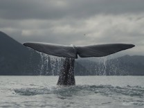 Sperm whale {Physeter macrocephalus} diving tail fluke New Zealand March 2007 PUBLICATIONxINxGERx