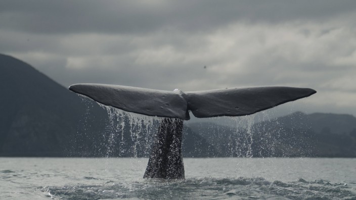 Sperm whale {Physeter macrocephalus} diving tail fluke New Zealand March 2007 PUBLICATIONxINxGERx