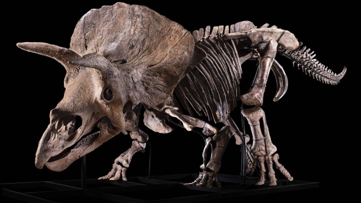 The largest known skeleton of a Triceratops is being exhibited in Paris ahead of being auctioned next month. Big John, a