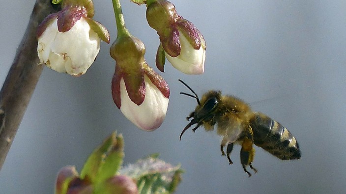 Artenschutz: Bienen haben viele Verbündete in Haar.