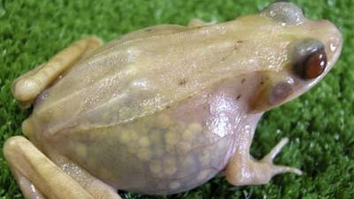 Transparente Tiere: Ein transparenter Frosch von der Universität von Hiroshima.