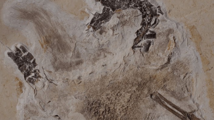 Paläontologie: Fossil des Dinosauriers Ubirajara
