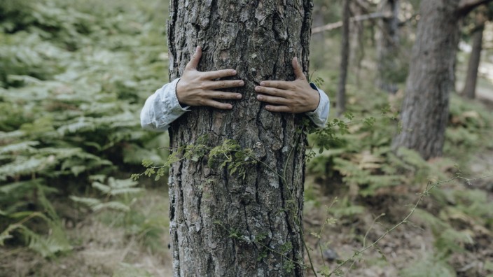 Man hugging tree in forest model released Symbolfoto JCCMF03799