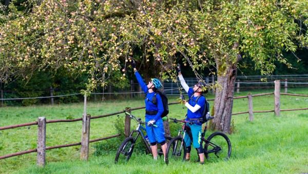Mountainbiker auf dem Trail in der Schwäbischen Alb beim Äpfel pflücken Baden Württemberg Deutschla