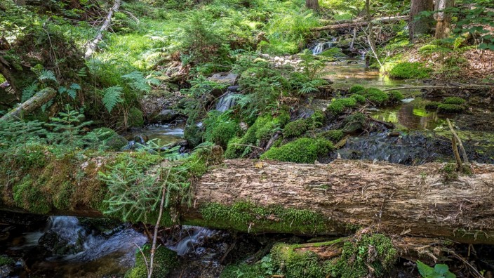Artenvielfalt: Nicht in allen Wäldern ist es so idyllisch wie hier im Nationalpark Bayerischer Wald.