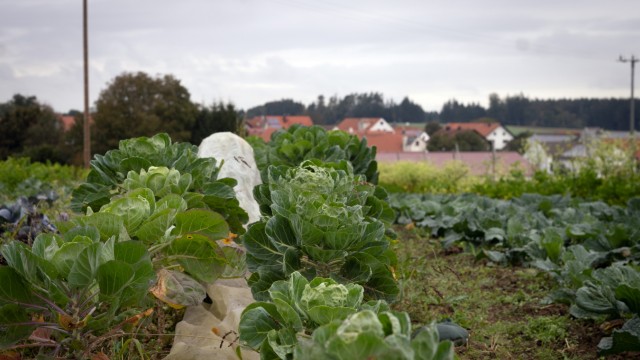 AU IN DER HALLERTAU: Ortsteil HASLACH - Solidarische Landwirtschaft