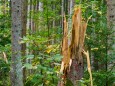 Forst - Waldmonitoring Fachtagung