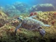Gefährdete Grüne Meeresschildkröte gefunden