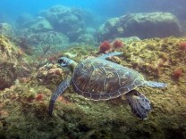 Gefährdete Grüne Meeresschildkröte gefunden