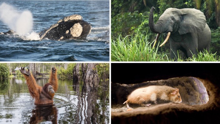 Biodiversitätskonferenz in China: Bedrohte Tiere weltweit: Was tun, um sie zu schützen?
