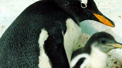Brasilien: Tierschützer in Brasilien haben fast 400 Pinguine freigelassen.