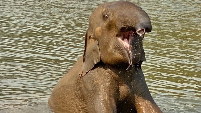 Hilfsaktion für Elefant: Wie alle Elefanten badet San Mueang sehr gern. Doch erst seitdem er im Elephant Nature Park im Norden Thailands lebt, kann er im Wasser planschen.