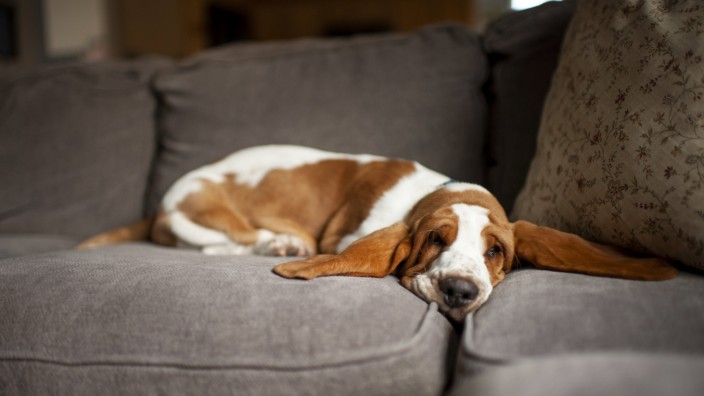 Basset hound puppy with long ears sleeps on couch at home Grimes, IA, United States CR_LIPF210212B-629682-01