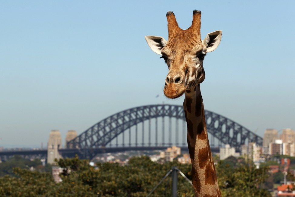 Sydney's Taronga Zoo Reopens To Fully Vaccinated Patrons Following Easing Of NSW COVID-19 Restrictions