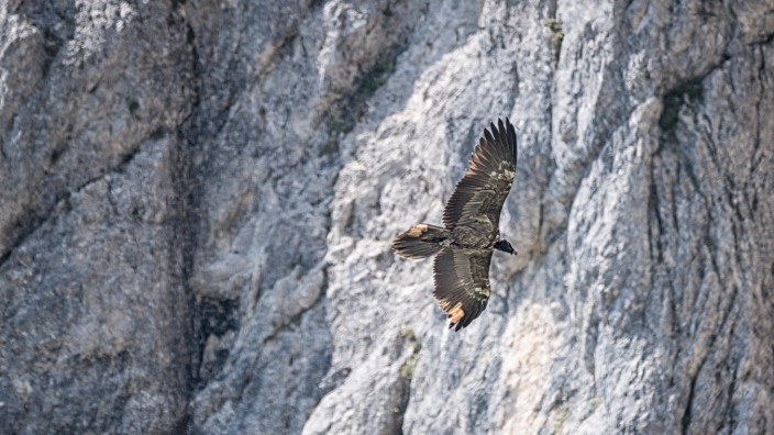Naturschutz: Der junge Bartgeier Bavaria steigt oberhalb des Klausbachtals in der Thermik auf.