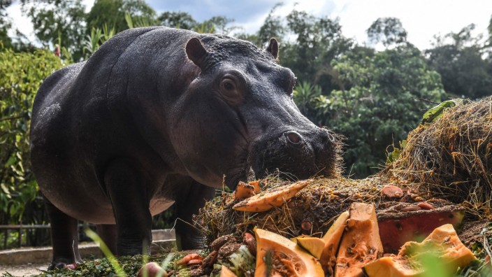 Escobar's lawyered-up hippos recognized as people by US court