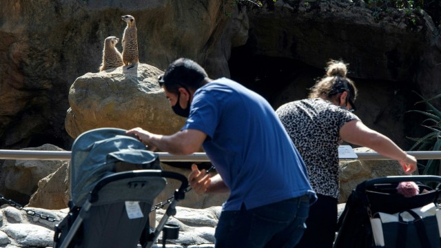 Zoo von Los Angeles: Erdmännchen zu beobachten macht Spaß, aber wäre es nicht noch viel attraktiver, wenn man anschließend mit einer Seilbahn über das Wolfsgehege gleiten könnte?