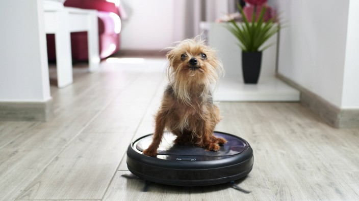 Close-up of Yorkshire terrier on robotic vacuum cleaner at home property released KIJF03041
