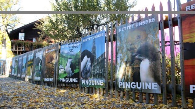 Pinguine bevölkern das Museum; Pinguine bevölkern das Museum Starnberger See
