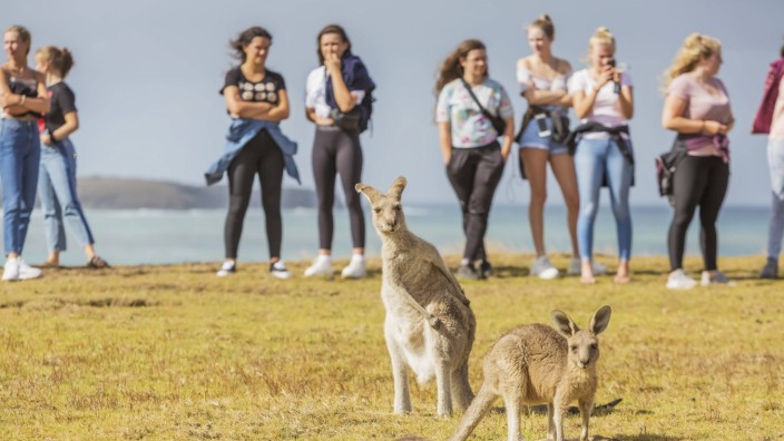 Kangaroos hop around freely as tourists watch at Emerald Beach; Emerald Beach, New South Wales, Australia PUBLICATIONxI