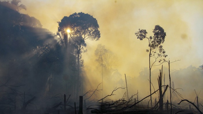 COP26: Erst brennt der Wald, dann kommen die Rinder, dann das Soja. Das ist der ewige, zerstörerische Kreislauf im Amazonasgebiet, auch hier im Regenwald bei der Stadt Labrea.