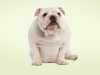 English Bulldog - puppy PUBLICATIONxINxGERxSUIxAUTxONLY Copyright: Jean-MichelxLabat 10774349