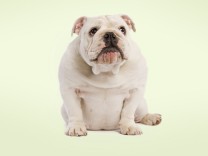 Haustiere und Ernährung: Ach du dicker Hund!