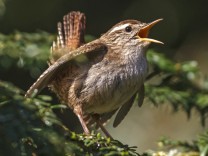 Naturgeräusche: Gesang der Vögel wird leiser und monotoner