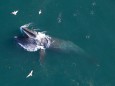 A blue whale with a removable tag surfaces off the coast of California