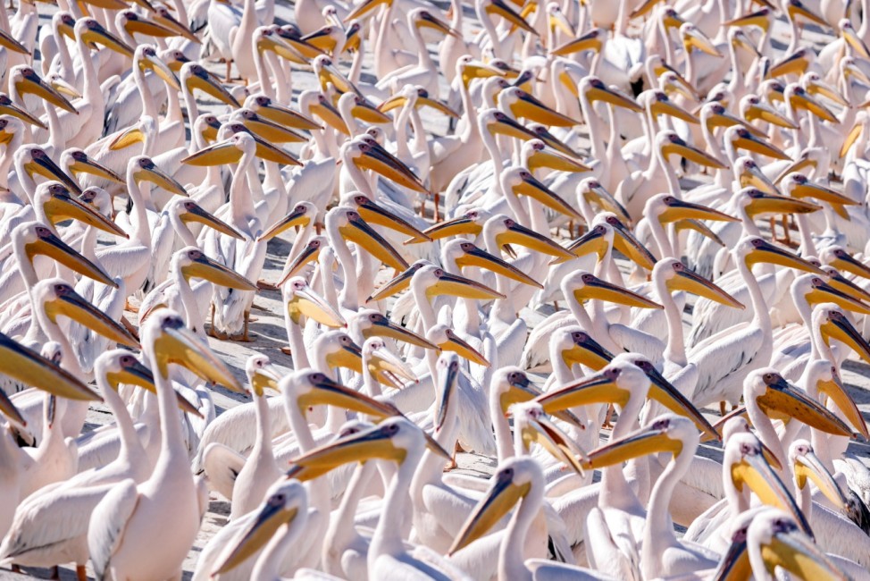 Great White pelicans gather at a water reservoir in central Israel