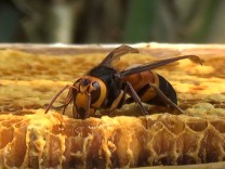 Insekten: Der Kampfschrei der Bienen
