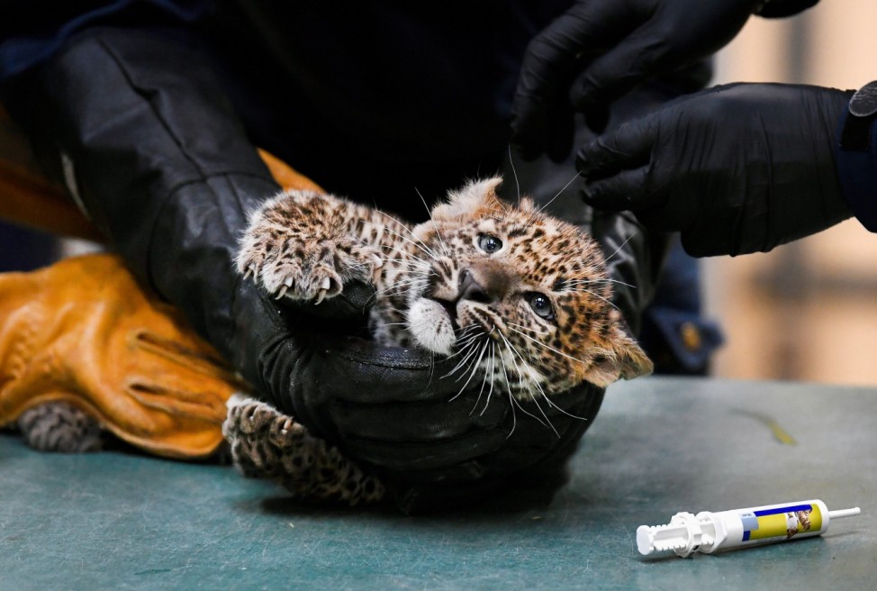 Rare nine-week old Sri Lankan panther is inoculated against cat flu at the Burgers' Zoo in Arnhem