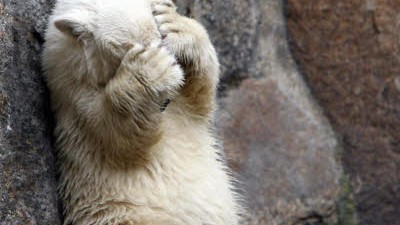 Zoos in Europa: Was ist das für ein Leben? Zoo-Bewohner Knut reibt sich die Augen.