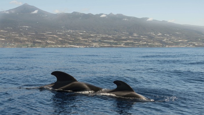 Kanarische Inseln: Grindwale oder Pilotwale fühlen sich wohl auf Teneriffa, sie leben das ganze Jahr hier in einem Gebiet, das nun zur "Whale Heritage Site" erklärt wurde. Auf Beobachtungstouren sind sie leicht zu sehen.