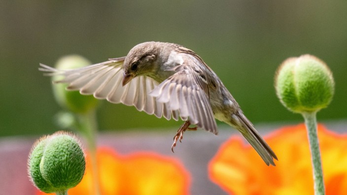 Sperling Spatz mit offenen Flügel auf Mohnpflanze. Der Haussperling (Passer domesticus) Ð auch Spatz oder Hausspatz gena