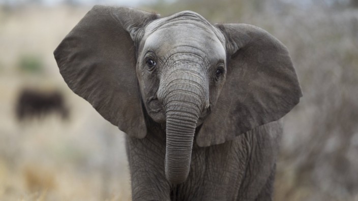 Anthropozän: Elefanten verlieren sogar ihre Stoßzähne, um für Wilderer nicht mehr interessant zu sein.