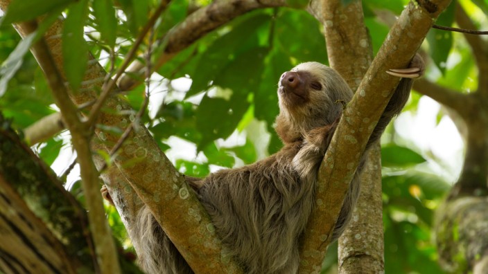 Hoffman s Two-toed Sloth lives in trees in the rainforest of Central and South America. Limon Province Costa Rica Copyri