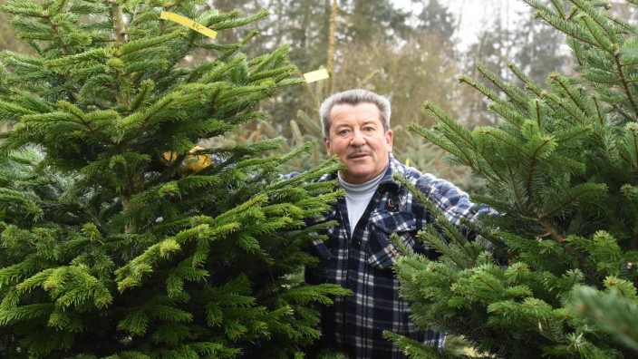 Verkauf von Christbäumen: Ein Baum braucht Pflege: Und um die kümmert sich Adolf Hutner vom Himmelreicher Christbaummarkt.