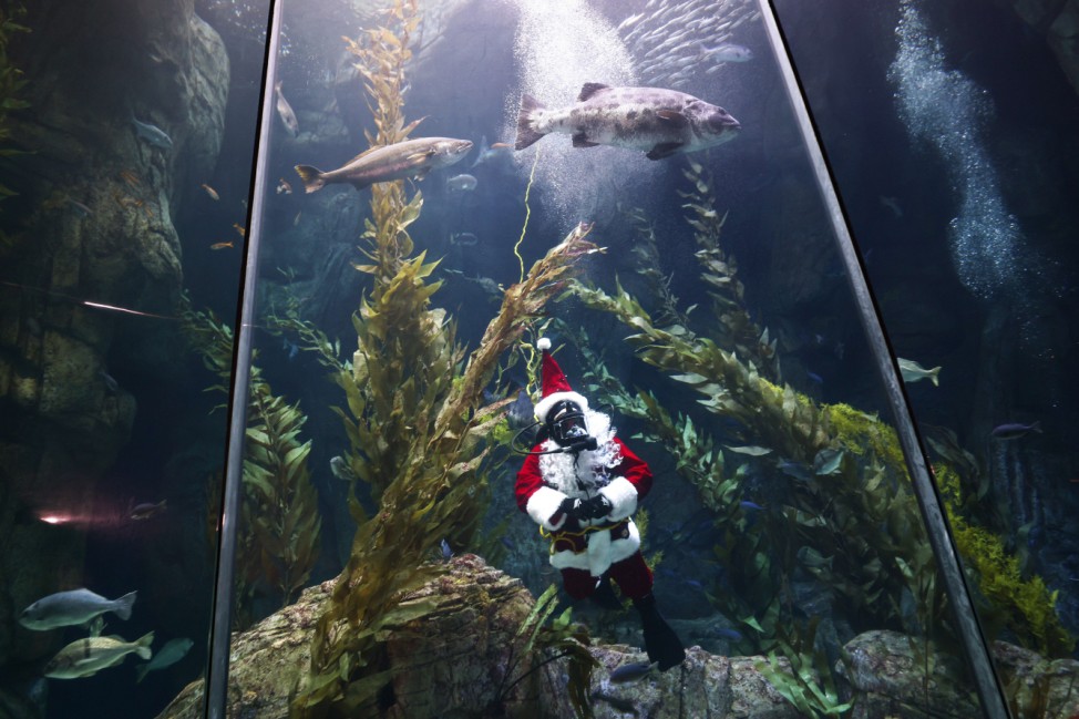 Diver Santa Entertains Crowds At Long Beach's Aquarium Of The Pacific